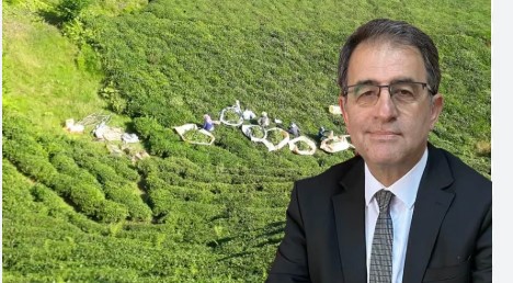 CHP Rize İl Başkanı Saltuk Deniz’den Yaş Çay Fiyatına Sert Tepki: “Kabul Etmiyoruz, Reddediyoruz”