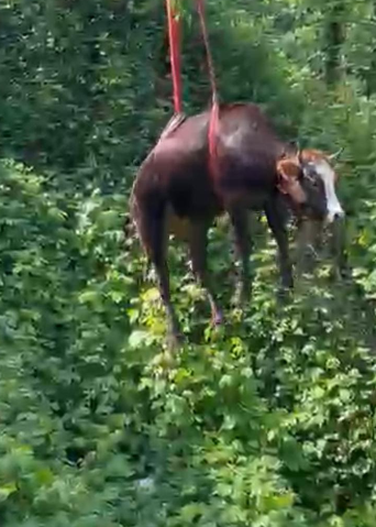 Rize’de dere yatağına düşen kurbanlık inek vinçle kurtarıldı