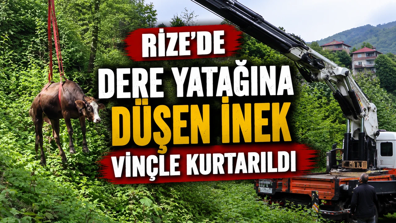 Rize’de 250 Bin Liralık Kurbanlık İçin Seferberlik