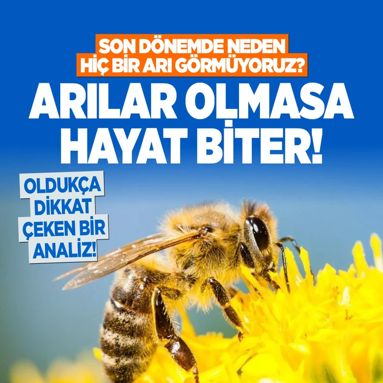Arılar Neden Kayboluyor? Uzmanlar ve Çiftçiler Endişeli