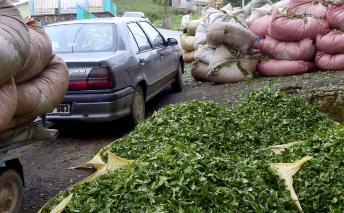 ÇAYKUR, Yaş Çay Alımlarına Bir Gün Ara Verecek