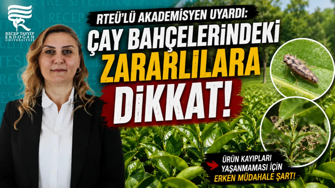 Uzmandan Çay Üreticilerine Uyarı: Kimyasal İlaç Kullanmayın