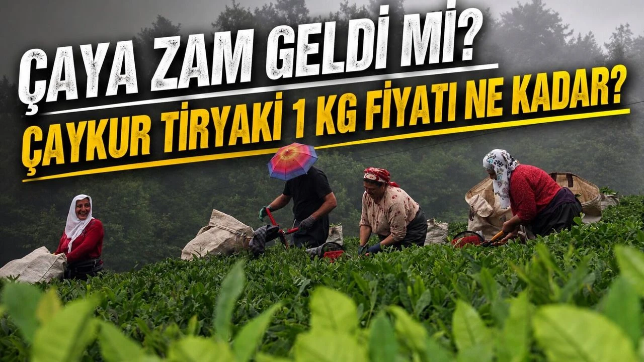 Çaya Zam Geldi Mi? Çaykur Tiryaki 1 KG Fiyatı Ne Kadar?