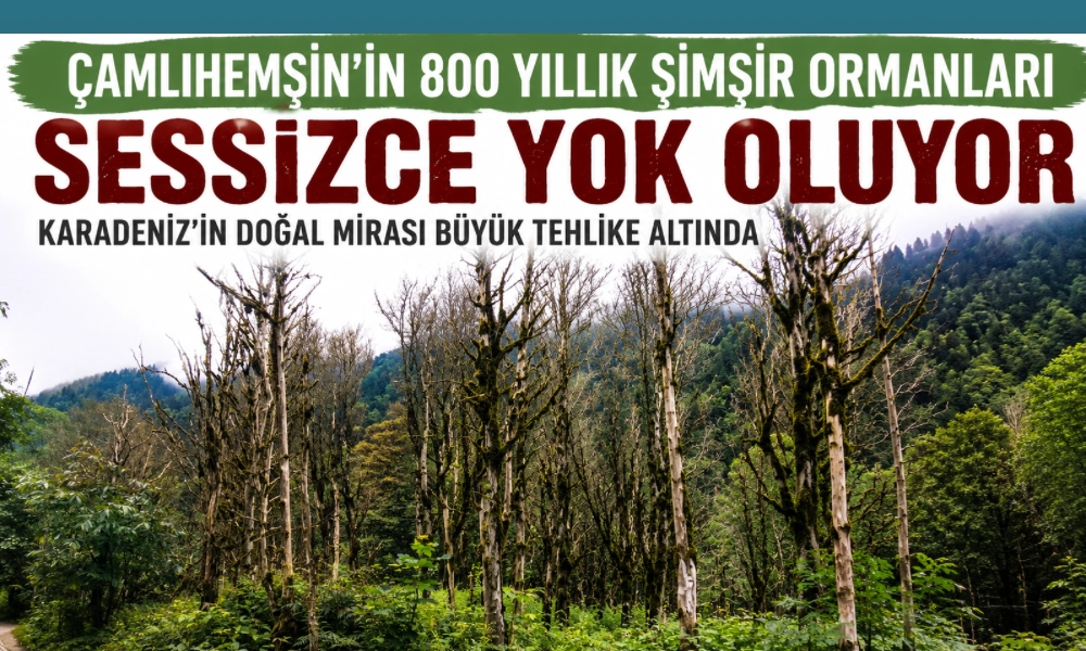 Çamlıhemşin’in Asırlık Şimşir Ormanları Yok Olma Tehlikesiyle Karşı Karşıya