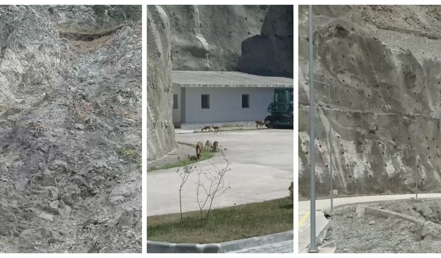 Dağ keçileri yer çekimine meydan okuyor