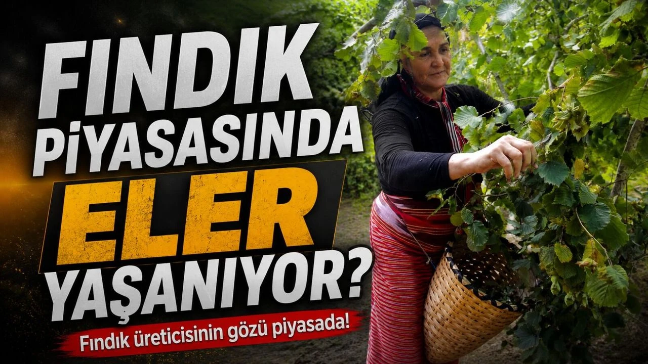 Hasat Öncesi Fındık Piyasasında Son Durum Nedir? İşte Güncel Fındık Fiyatları