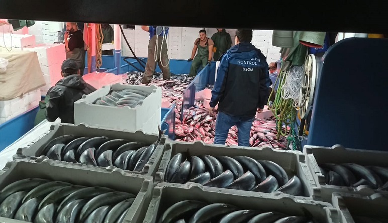 Rize Kıyılarında Palamut Bolluğu Balıkçıların Yüzünü Güldürdü
