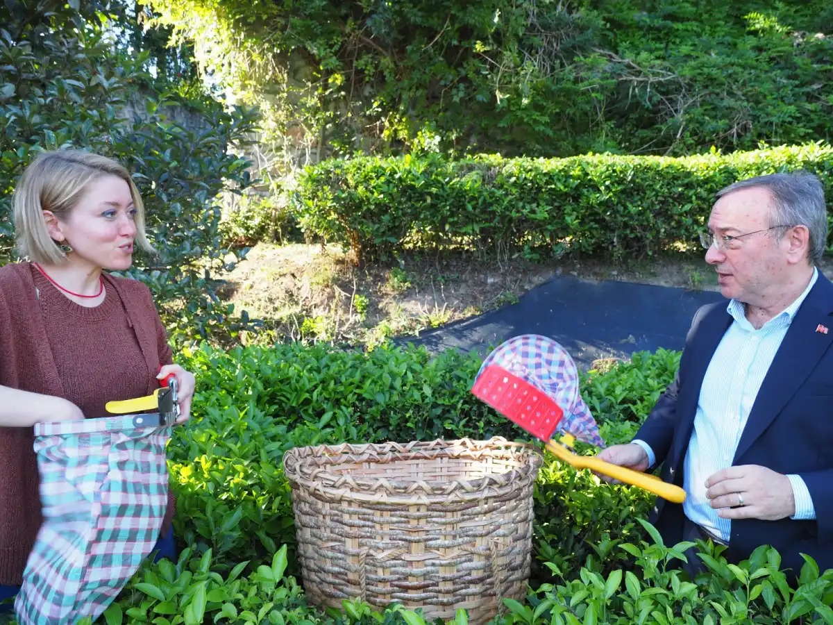 Rize Gastronomisinde Yeni Dönem: Bal, Mandalina ve Çay Atıkları Ekonomiye Kazandırılıyor